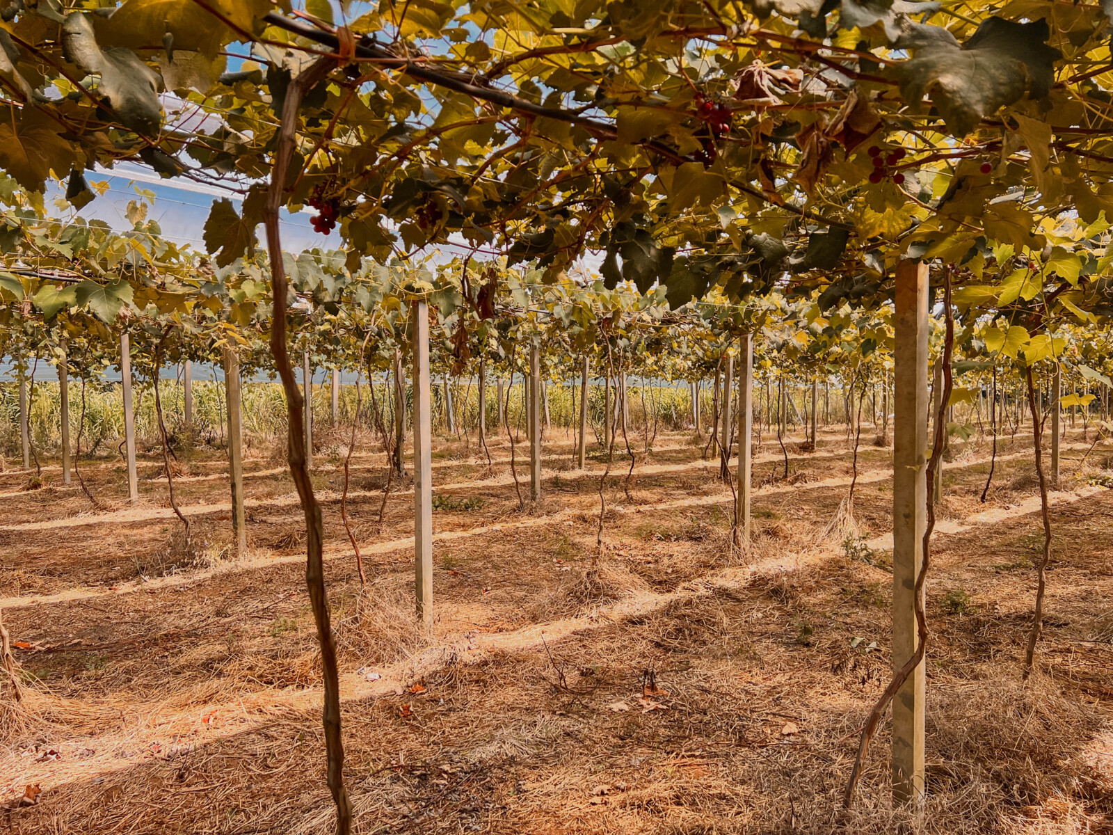 uvas (11).jpg